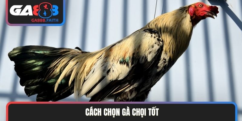 cách chọn gà chọi tốt