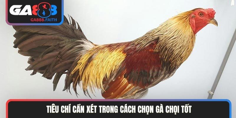 Tiêu chí cần xét trong cách chọn gà chọi tốt