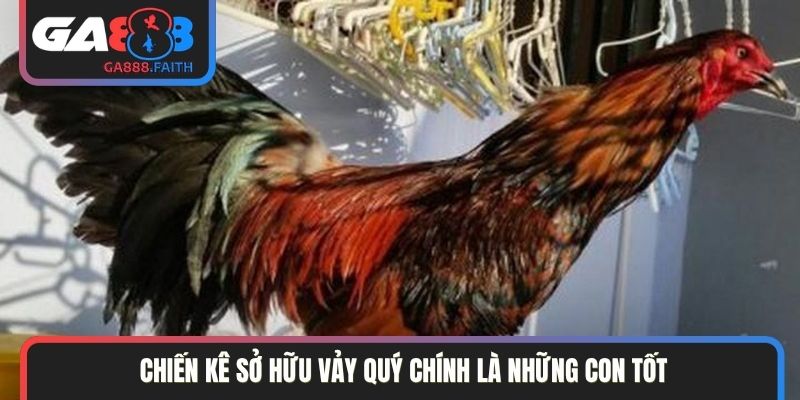 Chiến kê sở hữu vảy quý chính là những con tốt
