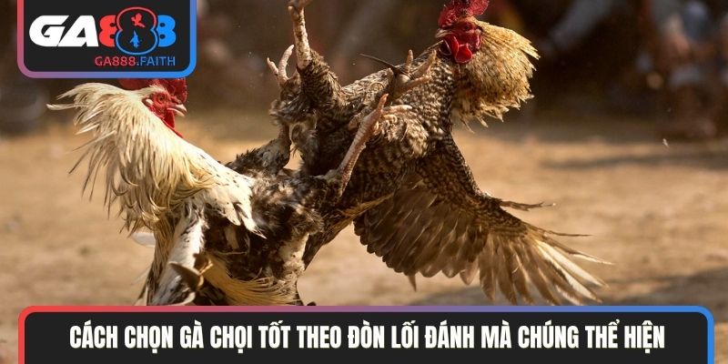 Cách chọn gà chọi tốt theo đòn lối đánh mà chúng thể hiện