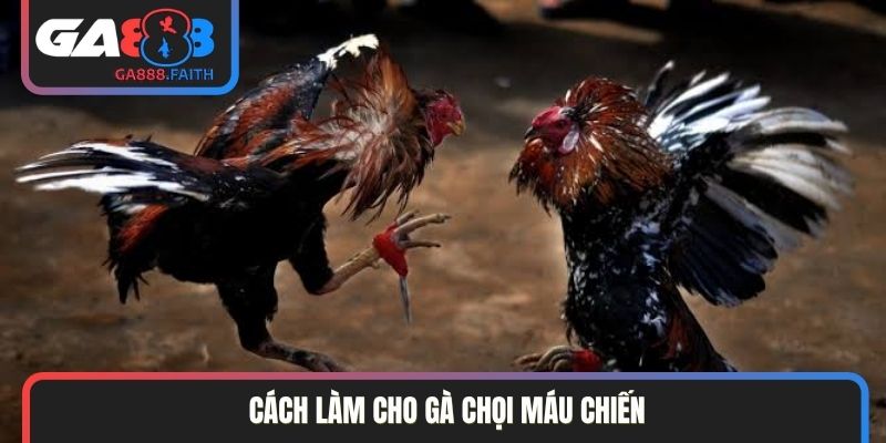 cách làm cho gà chọi máu chiến