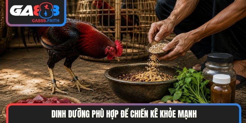 Dinh dưỡng phù hợp để chiến kê khỏe mạnh