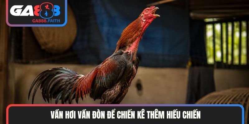 Vần hơi vần đòn để chiến kê thêm hiếu chiến