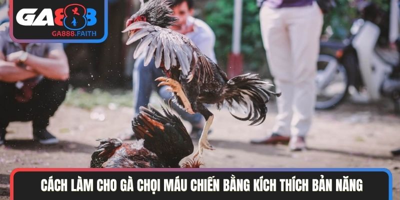 Cách làm cho gà chọi máu chiến bằng kích thích bản năng