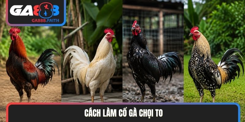 Cách làm cổ gà chọi to