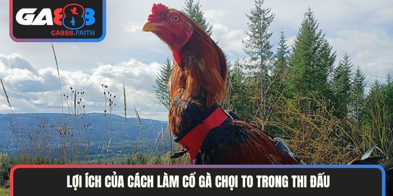 Lợi ích của cách làm cổ gà chọi to trong thi đấu