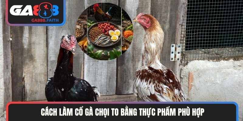 Cách làm cổ gà chọi to bằng thực phẩm phù hợp