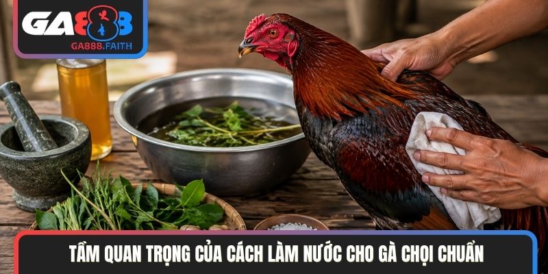 Tầm quan trọng của cách làm nước cho gà chọi chuẩn