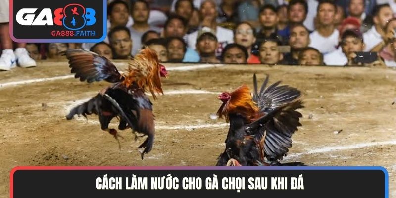 Cách làm nước cho gà chọi sau khi đá