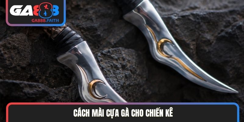 cách mài cựa gà cho chiến kê
