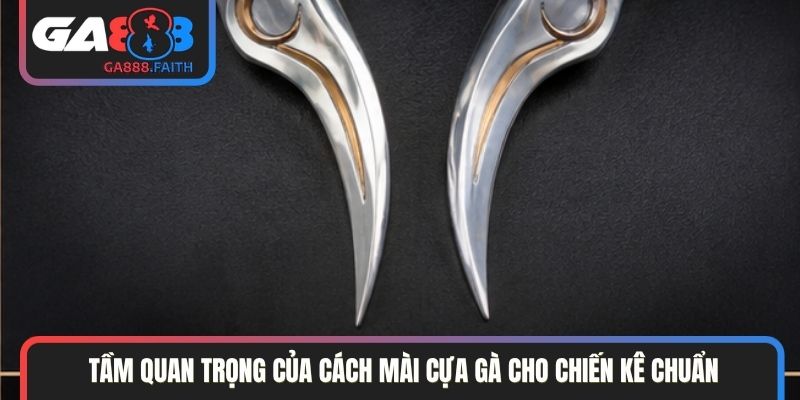Tầm quan trọng của cách mài cựa gà cho chiến kê chuẩn