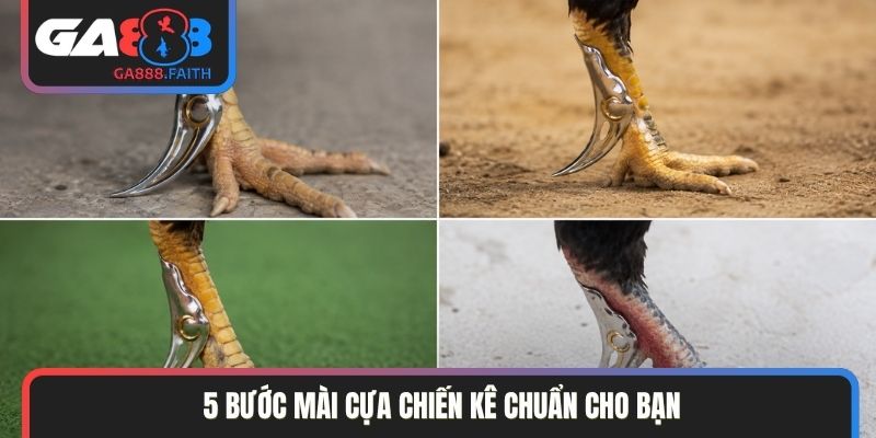 5 bước mài cựa chiến kê chuẩn cho bạn