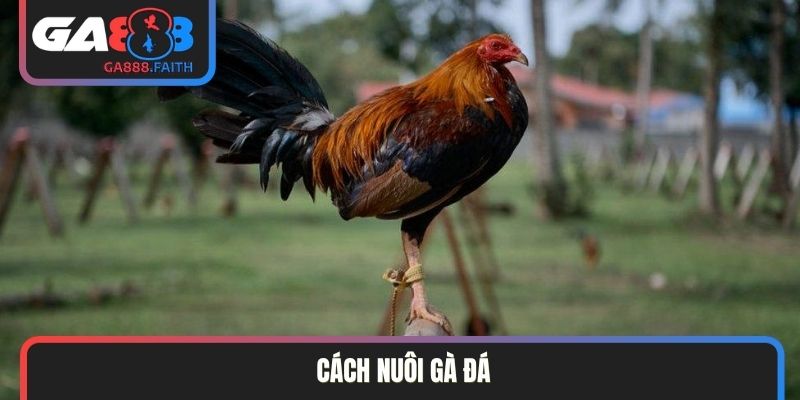 Cách nuôi gà đá