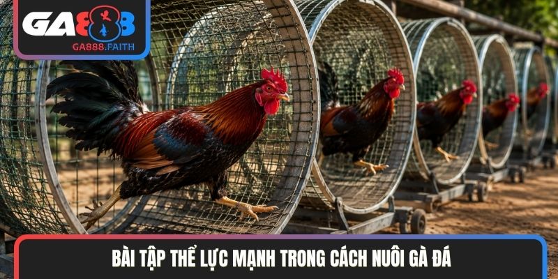 Bài tập thể lực mạnh trong cách nuôi gà đá