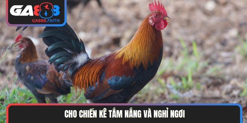 Cho chiến kê tắm nắng và nghỉ ngơi