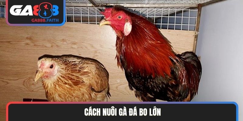 Cách nuôi gà đá bo lớn