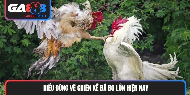 Hiểu đúng về chiến kê đá bo lớn hiện nay