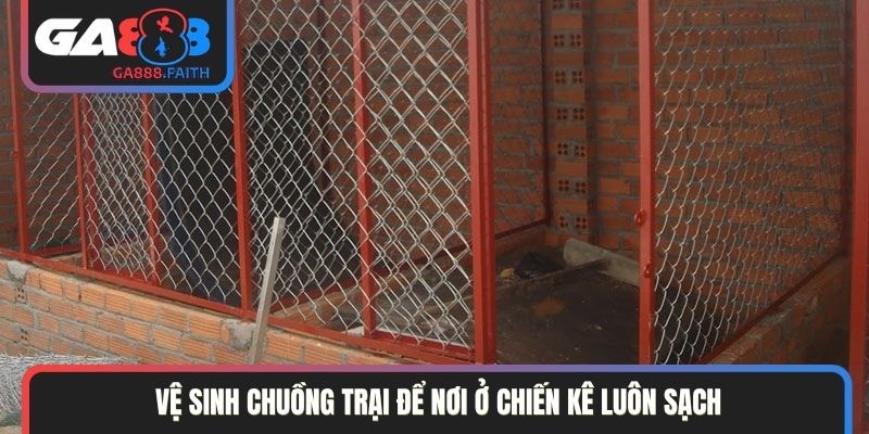 Vệ sinh chuồng trại để nơi ở chiến kê luôn sạch