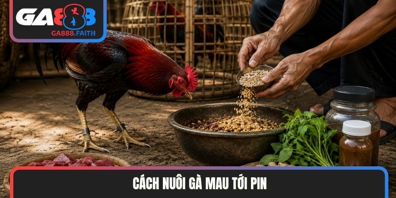 cách nuôi gà mau tới pin