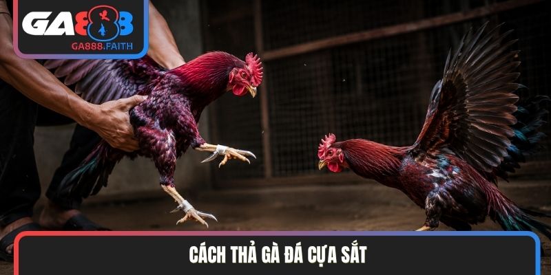 cách thả gà đá cựa sắt