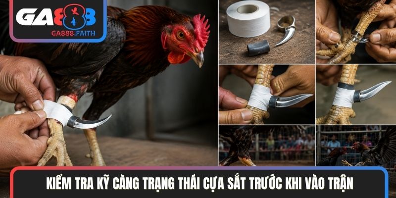 Kiểm tra kỹ càng trạng thái cựa sắt trước khi vào trận