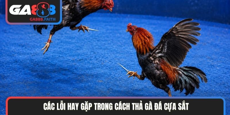 Các lỗi hay gặp trong cách thả gà đá cựa sắt