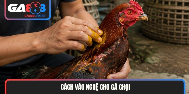 cách vào nghệ cho gà chọi