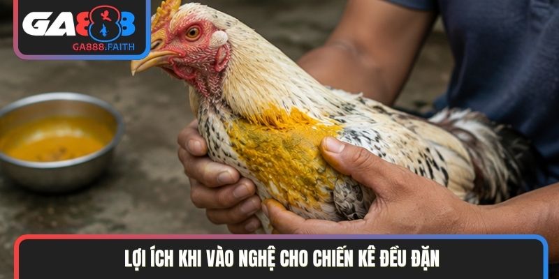 Lợi ích khi vào nghệ cho chiến kê đều đặn