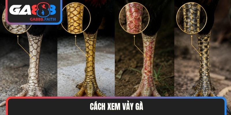 cách xem vảy gà