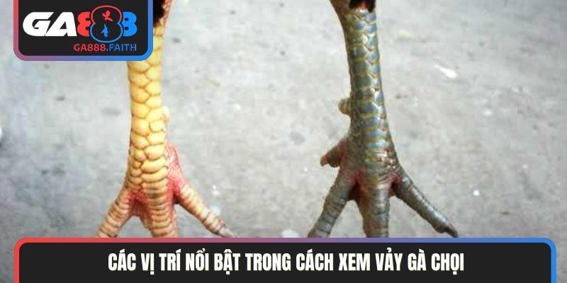 Các vị trí nổi bật trong cách xem vảy gà chọi