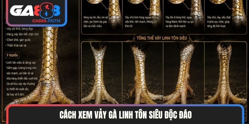 Cách xem vảy gà linh tôn siêu độc đáo