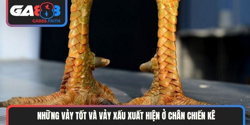 Những vảy tốt và vảy xấu xuất hiện ở chân chiến kê