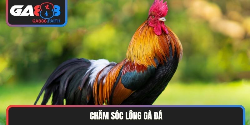 chăm sóc lông gà đá