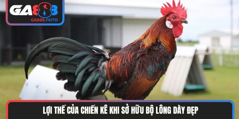 Lợi thế của chiến kê khi sở hữu bộ lông dày đẹp