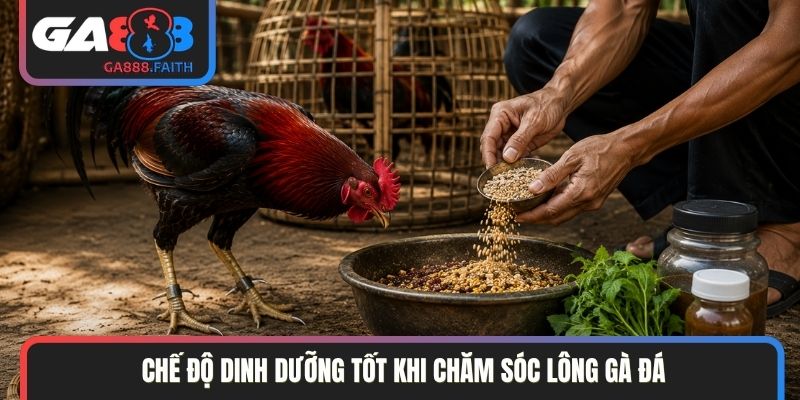 Chế độ dinh dưỡng tốt khi chăm sóc lông gà đá