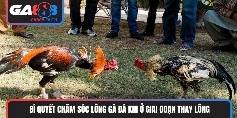 Bí quyết chăm sóc lông gà đá khi ở giai đoạn thay lông