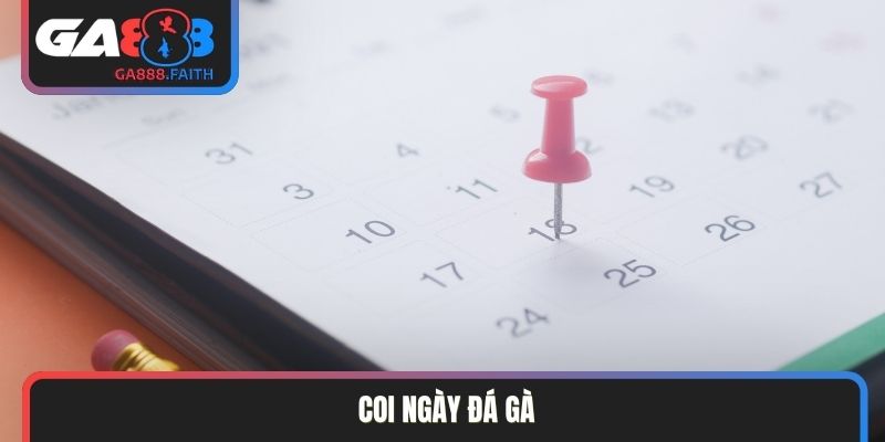 Coi ngày đá gà