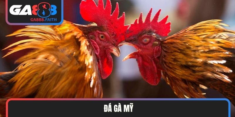 Đá gà Mỹ