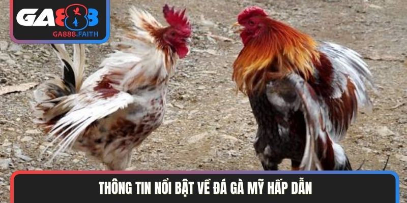 Thông tin nổi bật về đá gà Mỹ hấp dẫn