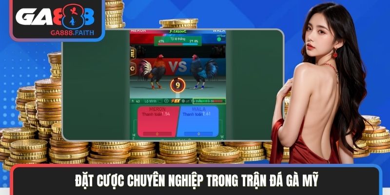 Đặt cược chuyên nghiệp trong trận đá gà Mỹ