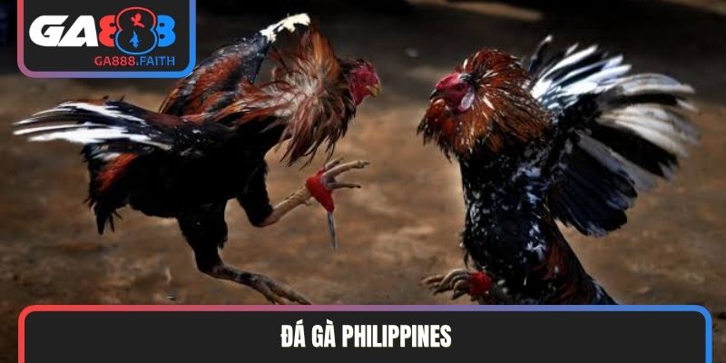 Đá Gà Philippines
