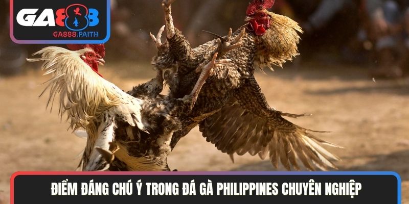 Điểm đáng chú ý trong đá gà Philippines chuyên nghiệp