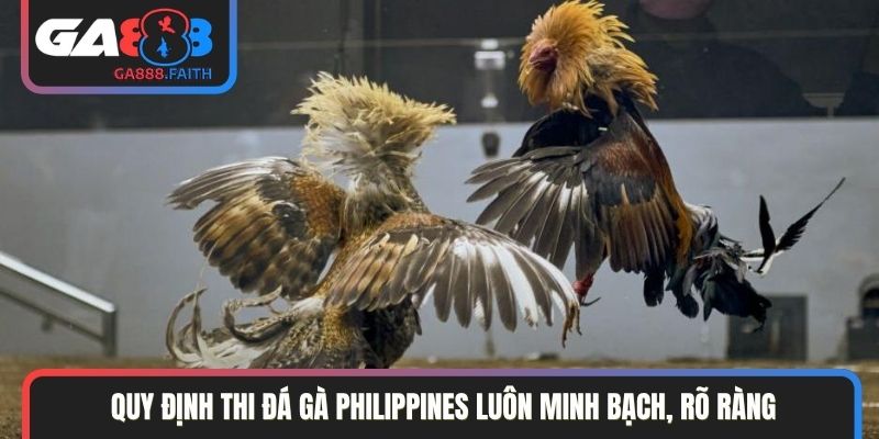 Quy định thi đá gà Philippines luôn minh bạch, rõ ràng