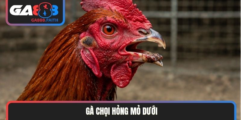 gà chọi hỏng mỏ dưới