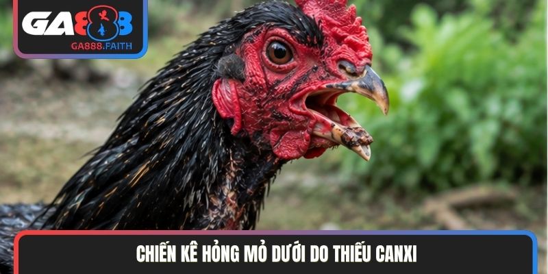 Chiến kê hỏng mỏ dưới do thiếu canxi