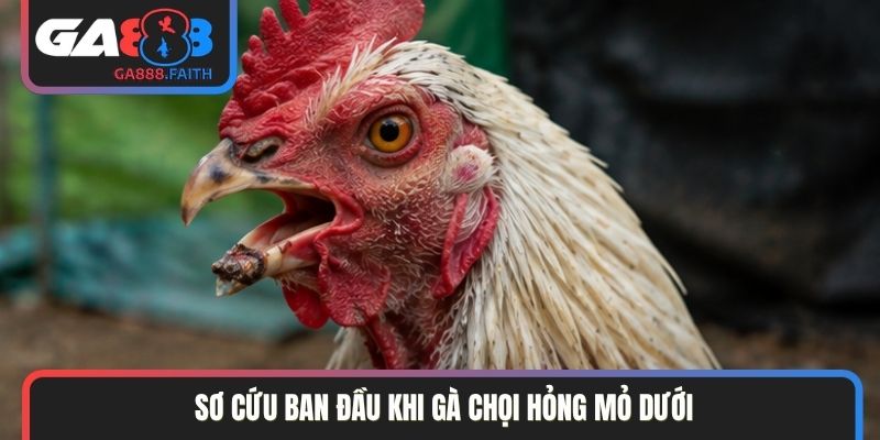 Sơ cứu ban đầu khi gà chọi hỏng mỏ dưới