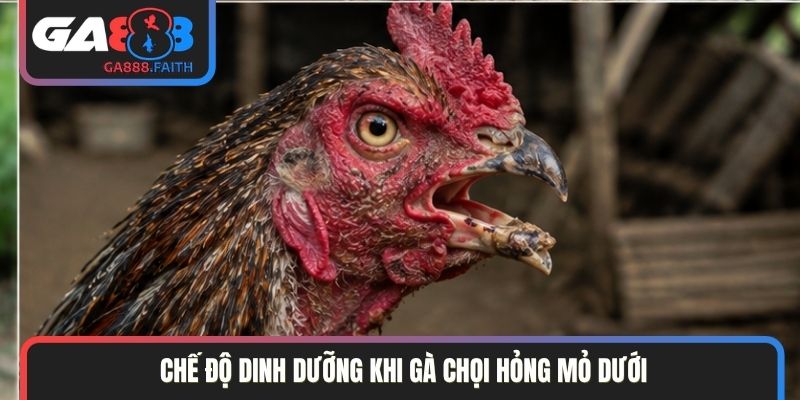 Chế độ dinh dưỡng khi gà chọi hỏng mỏ dưới