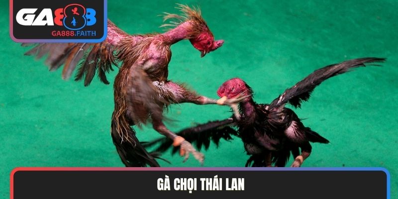 Gà chọi Thái Lan