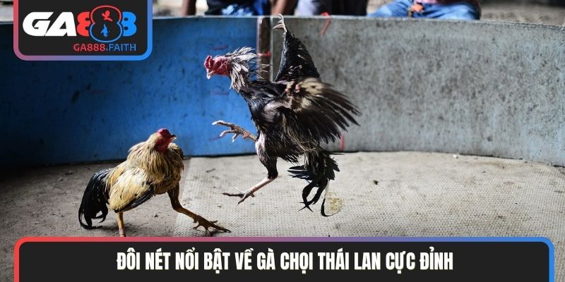 Đôi nét nổi bật về gà chọi Thái Lan cực đỉnh