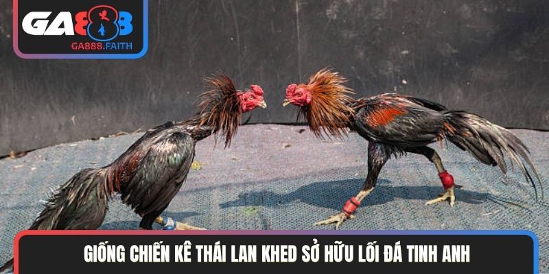 Giống chiến kê Thái Lan Khed sở hữu lối đá tinh anh